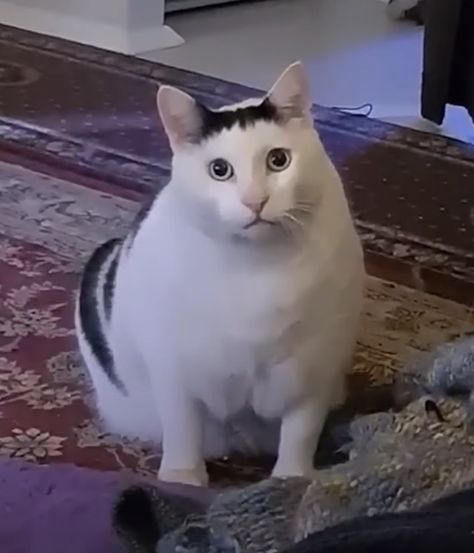 Котик