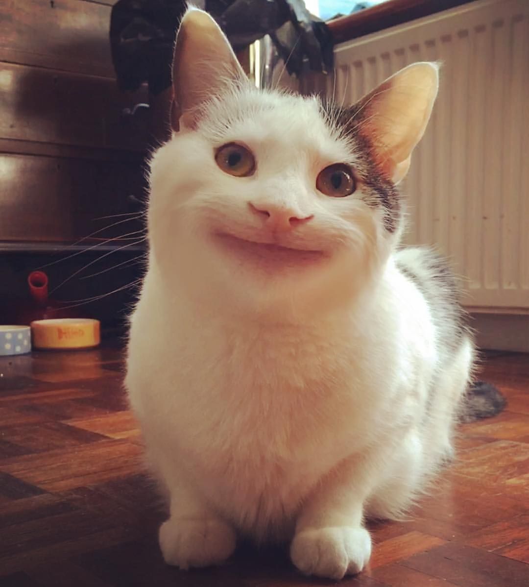 Котик