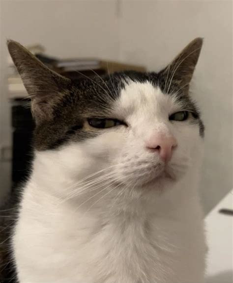 Котик