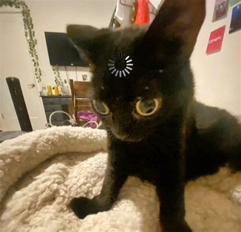 Котик