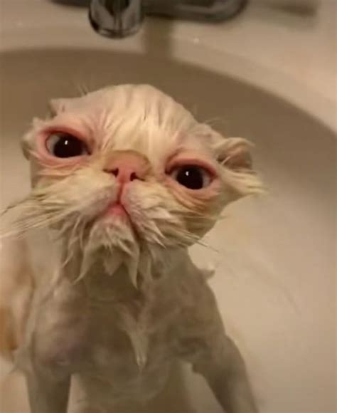 Котик