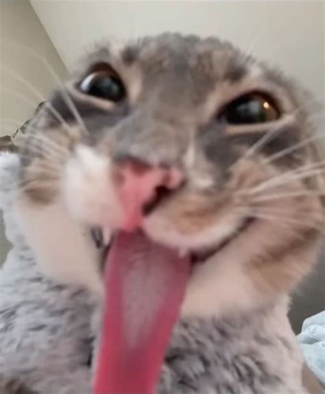 Котик